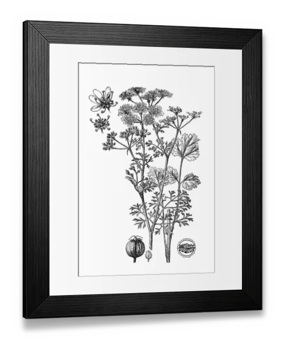 Framed Print : Coriander; Coriandrum sativum Framed Print : Coriander; Coriandrum sativum