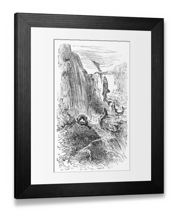 Framed Print : Trouts swimming upstream against the current Framed Print : Trouts swimming upstream against the current