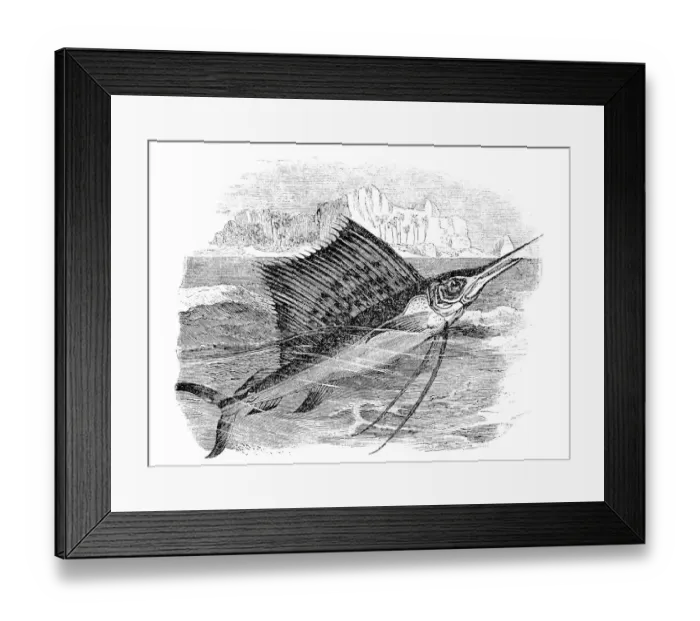 Framed Print : Sailfish (istiophorus gladius)