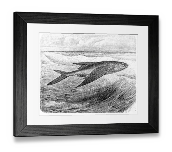 Framed Print : Flying fish (Exocoetus volitans) Framed Print : Flying fish (Exocoetus volitans)