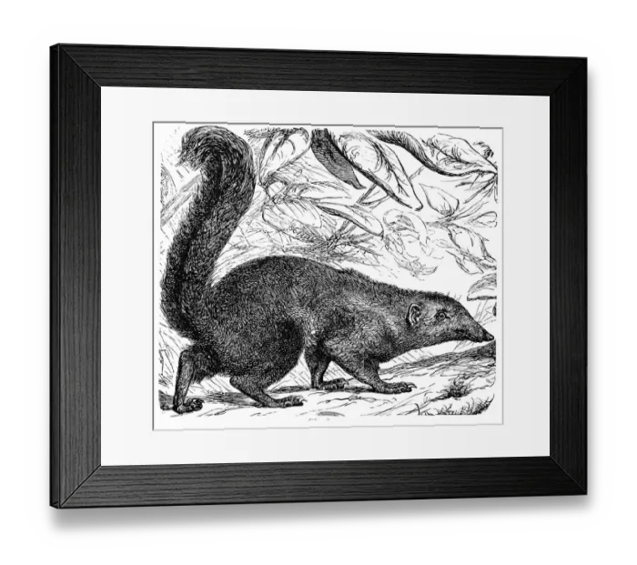 Framed Print : The Banxring or Tana (Cladobates Tana)
