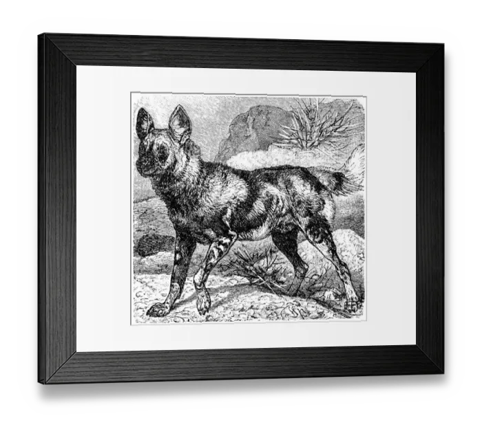Framed Print : african wild dog, lycaon pictus Framed Print : african wild dog, lycaon pictus