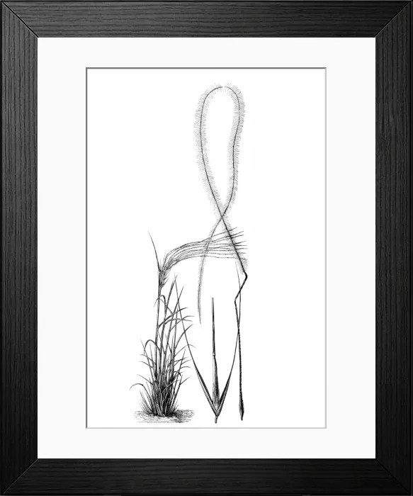 Framed Print : European feather grass (Stipa pennata) Framed Print : European feather grass (Stipa pennata)