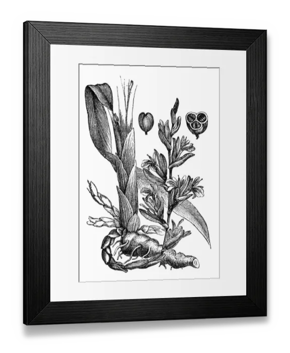 Framed Print : Aromatic plant green or true cardamom (elettaria cardamomum) Framed Print : Aromatic plant green or true cardamom (elettaria cardamomum)