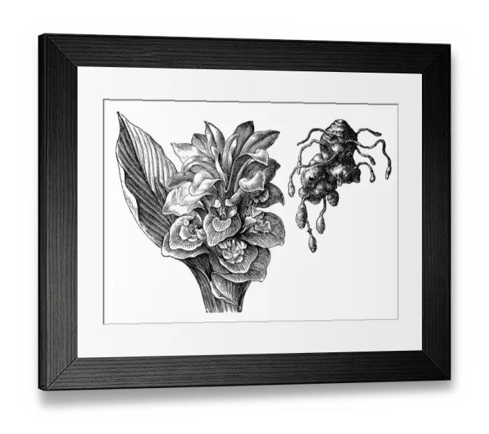 Framed Print : Curcuma zedoaria Framed Print : Curcuma zedoaria