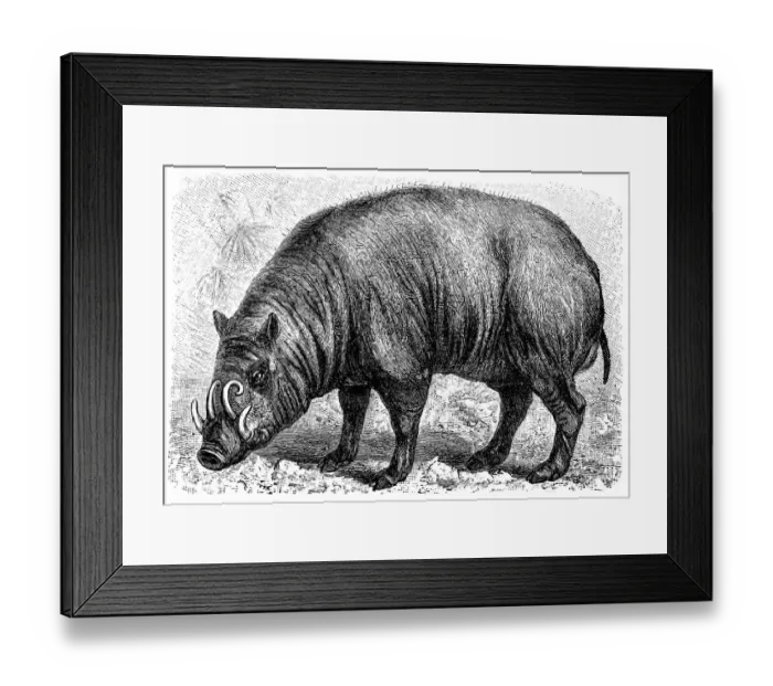 Framed Print : Babirussa. The babirusas, also called deer-pig Framed Print : Babirussa. The babirusas, also called deer-pig