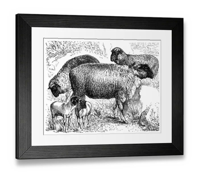 Framed Print : Franken sheep Framed Print : Franken sheep