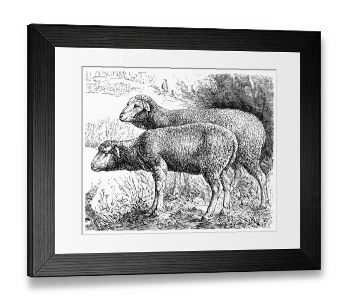 Framed Print : Rhoen sheep Framed Print : Rhoen sheep