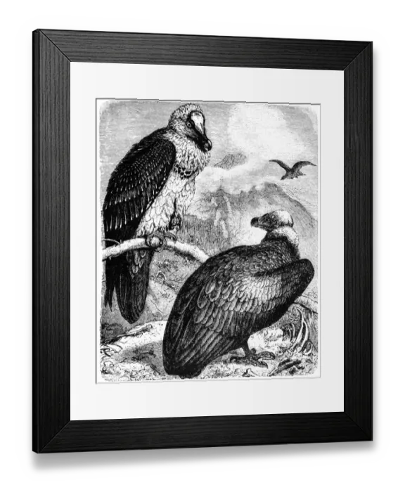 Framed Print : Monk Vulture (Aegypius monachus) and Bearded Vulture (Gypaetus barbatus) Framed Print : Monk Vulture (Aegypius monachus) and Bearded Vulture (Gypaetus barbatus)