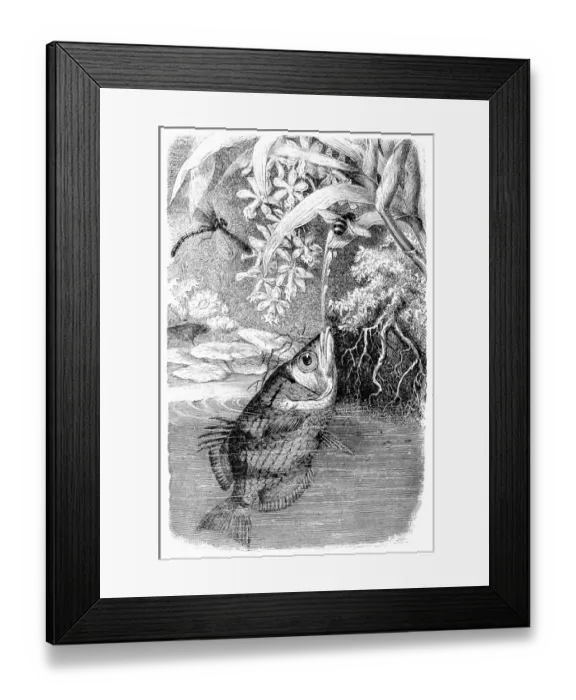Framed Print : Banded Archerfish (Toxotes Jaculator) Framed Print : Banded Archerfish (Toxotes Jaculator)