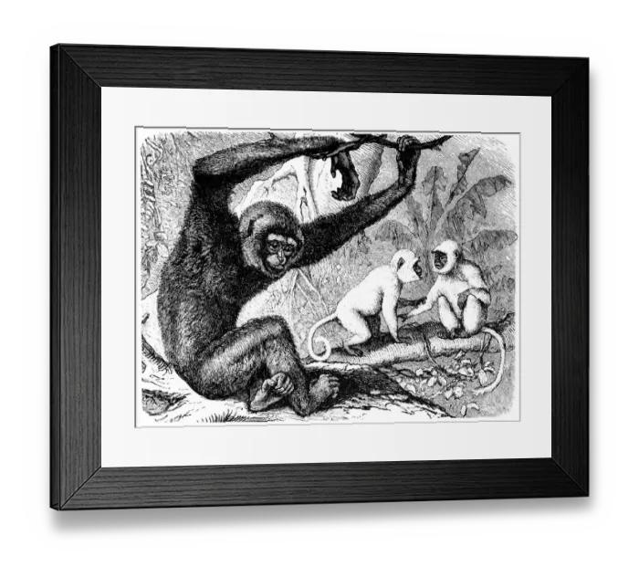 Framed Print : Agile gibbon (Hylobates agilis) and Two Hanuman langurs (Semnopithecus entellus) Framed Print : Agile gibbon (Hylobates agilis) and Two Hanuman langurs (Semnopithecus entellus)