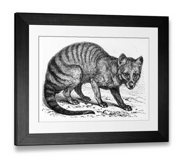 Framed Print : Tasmanian wolf (Thylacinus cynocephalus) Framed Print : Tasmanian wolf (Thylacinus cynocephalus)