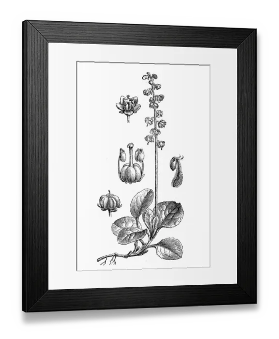 Framed Print : Snowline wintergreen (Pyrola minor) Framed Print : Snowline wintergreen (Pyrola minor)