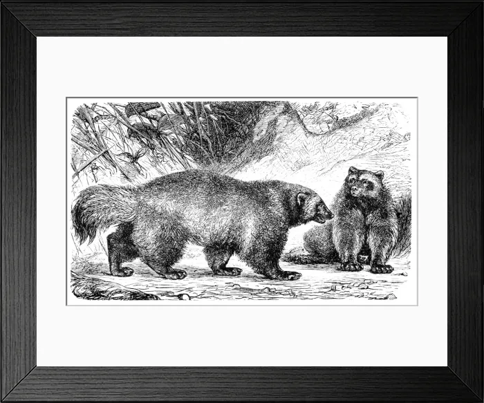 Framed Print : Wolverine or Glutton (Gulo borealis) Framed Print : Wolverine or Glutton (Gulo borealis)