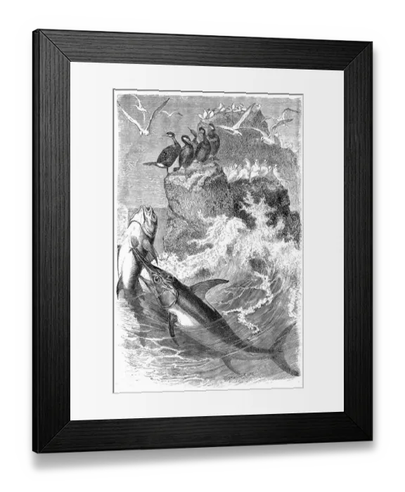 Framed Print : Swordfish (Xypias gladius) Framed Print : Swordfish (Xypias gladius)