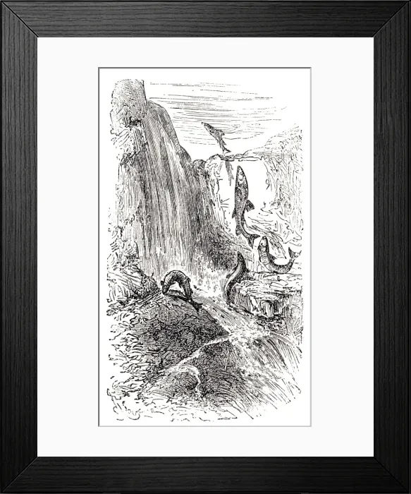 Framed Print : Trouts swimming upstream against the current Framed Print : Trouts swimming upstream against the current