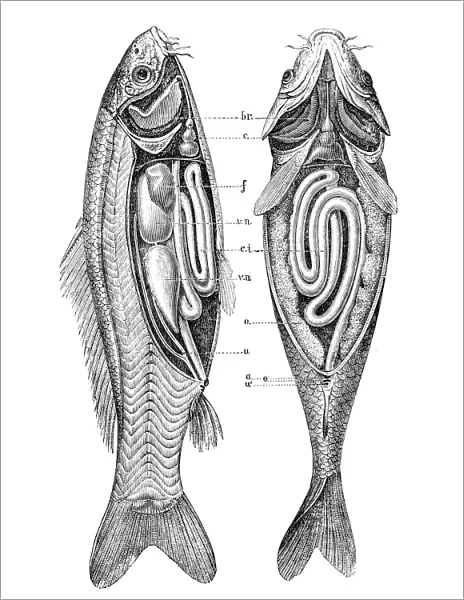 Common carp anatomy