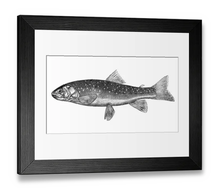 Framed Print : Brown Trout (Salmo trutta) Framed Print : Brown Trout (Salmo trutta)