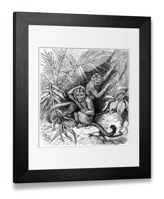 Framed Print : Owl Monkeys Framed Print : Owl Monkeys