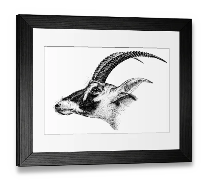 Framed Print : Bluebuck (Hippotragus leucophaeus) Framed Print : Bluebuck (Hippotragus leucophaeus)