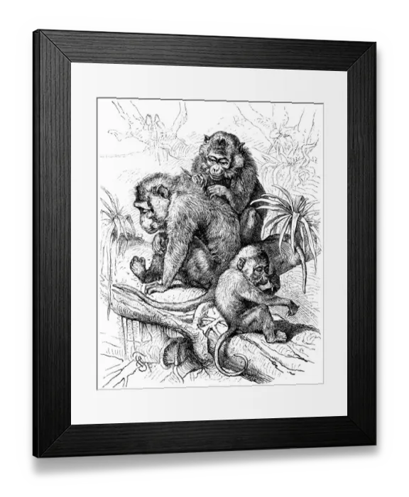 Framed Print : Family of long-tailed macaque (Macaca fascicularis) Framed Print : Family of long-tailed macaque (Macaca fascicularis)