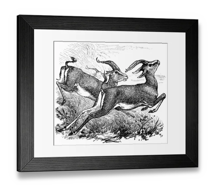 Framed Print : Dorcas Gazelle or Gazella dorcas or Ariel Gazelle