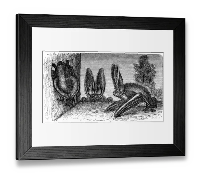 Framed Print : Brown long-eared bat, common long-eared bat or Plecotus auritus Framed Print : Brown long-eared bat, common long-eared bat or Plecotus auritus
