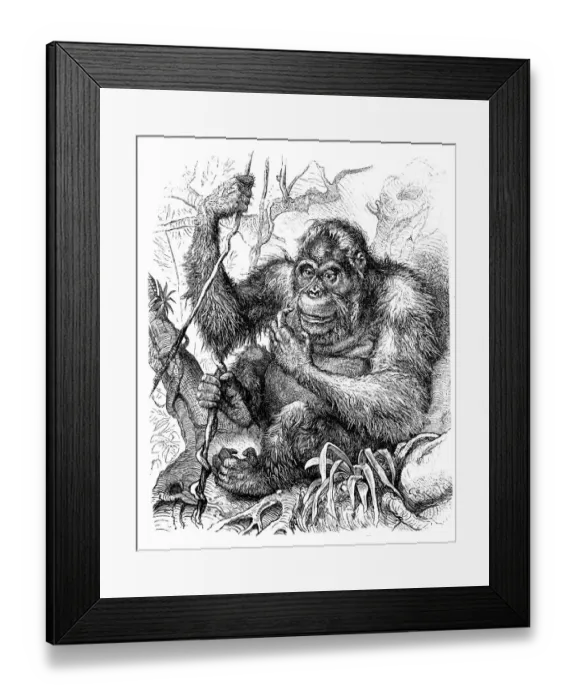 Framed Print : Ape (Simia Satyrus) Framed Print : Ape (Simia Satyrus)