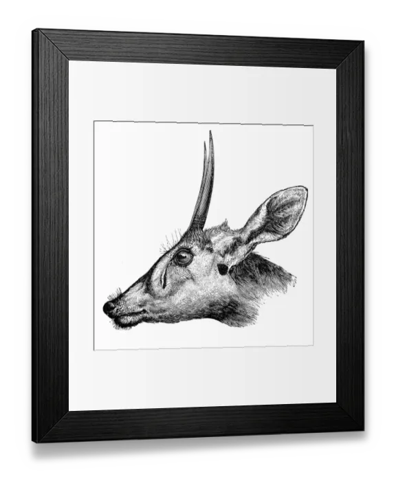 Framed Print : Duiker (Cephalophus madoqua)