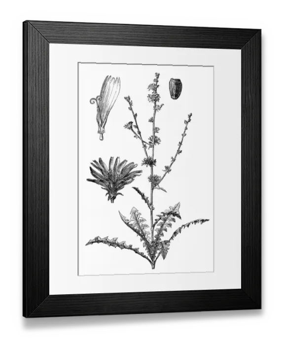Framed Print : Chicory (Cichorium Intybus) Framed Print : Chicory (Cichorium Intybus)