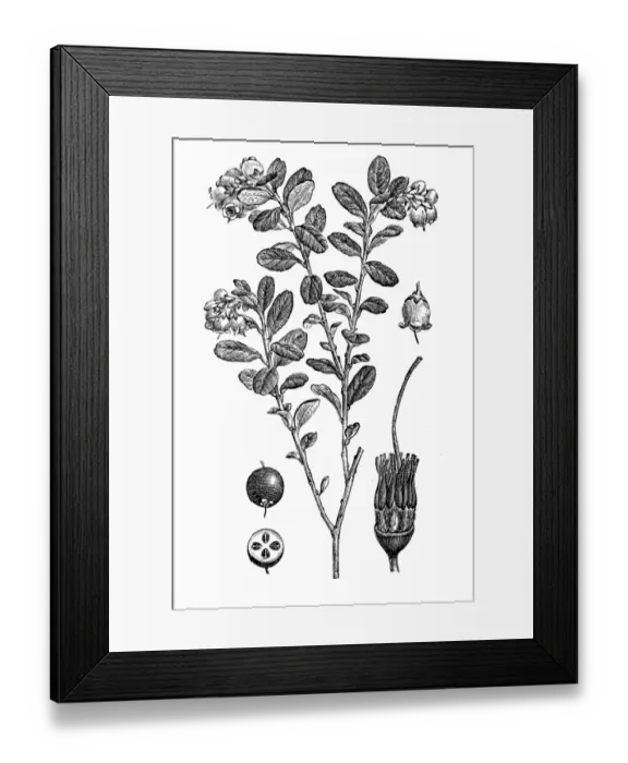Framed Print : Lingonberry or cowberry (Vaccinium vitis idaea) Framed Print : Lingonberry or cowberry (Vaccinium vitis idaea)