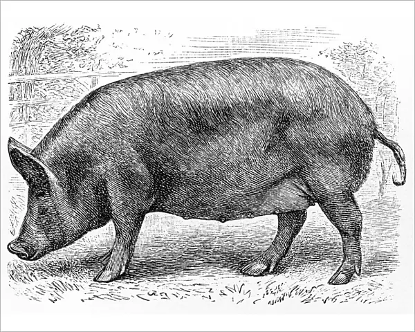 Tamworth pig