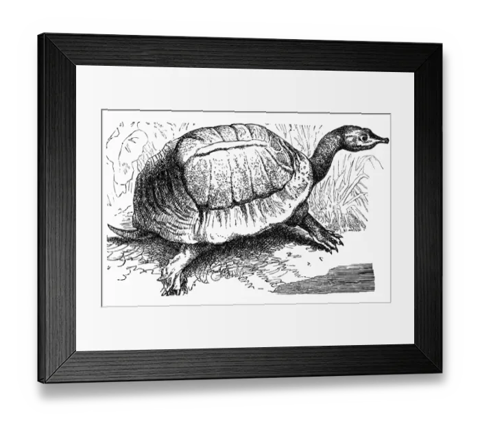 Framed Print : Florida softshell turtle - Apalone ferox Framed Print : Florida softshell turtle - Apalone ferox