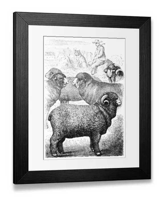 Framed Print : Merino sheep