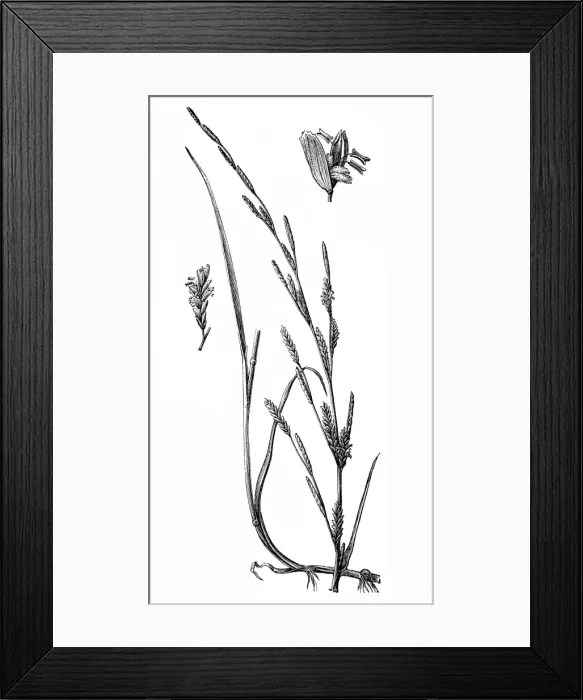 Framed Print : Floating Meadow-grass (Glyceria fluitans)