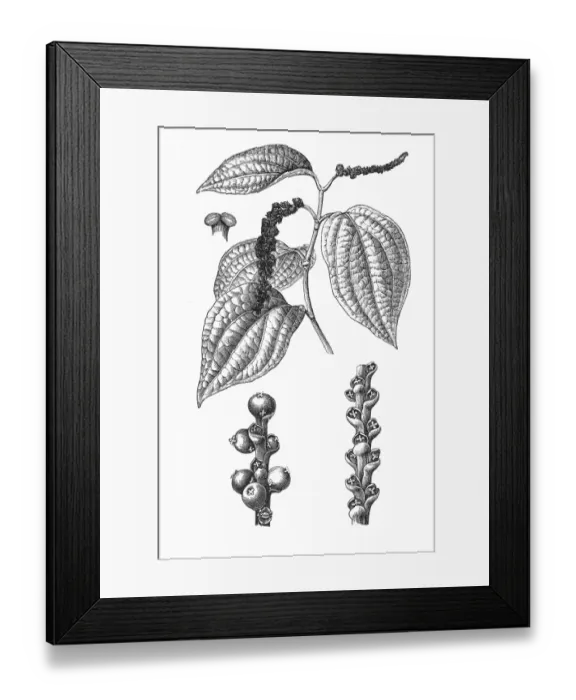 Framed Print : Black pepper (Piper nigrum) Framed Print : Black pepper (Piper nigrum)