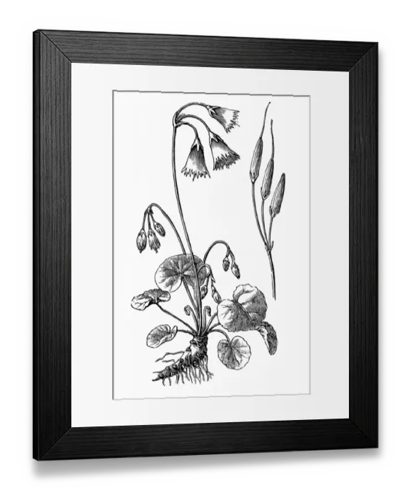 Framed Print : Soldanella alpina Framed Print : Soldanella alpina