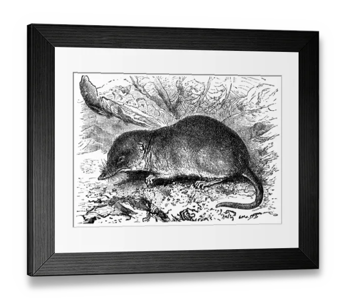 Framed Print : Shrew (Sorex vulgaris) Framed Print : Shrew (Sorex vulgaris)