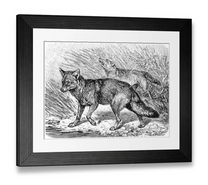 Framed Print : Golden jackal (Canis aureus) Framed Print : Golden jackal (Canis aureus)