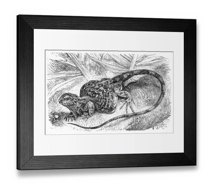 Framed Print : Flying Dragon (Draco volans) Framed Print : Flying Dragon (Draco volans)