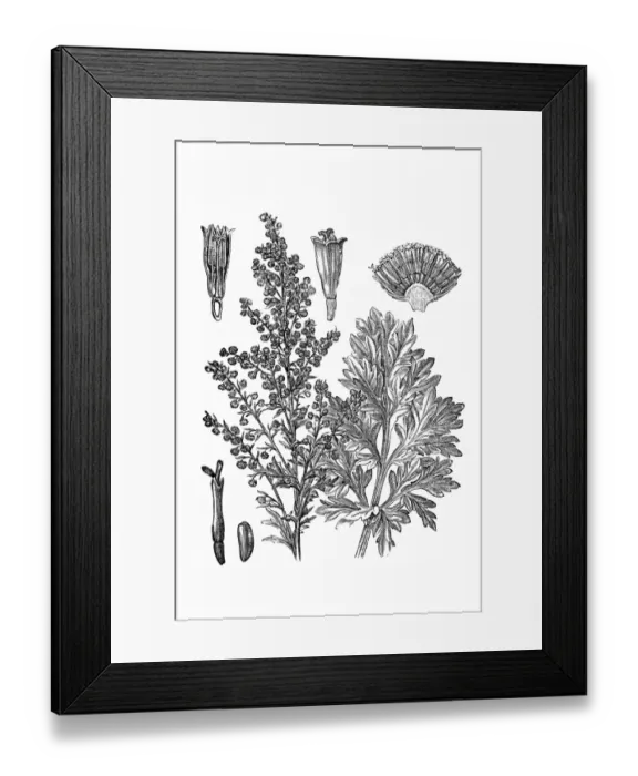 Framed Print : Common wormwood (Artemisia Absinthium) Framed Print : Common wormwood (Artemisia Absinthium)