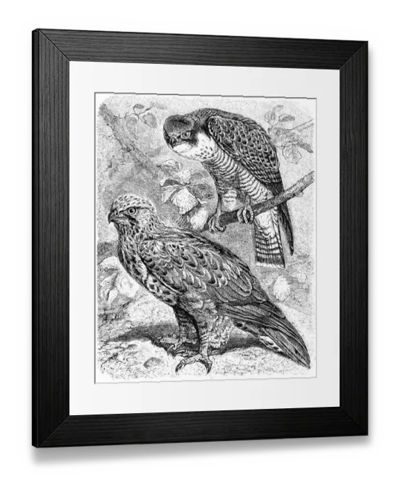 Framed Print : The peregrine falcon (Falco peregrinus) and The rough-legged buzzard (Buteo lagopus) Framed Print : The peregrine falcon (Falco peregrinus) and The rough-legged buzzard (Buteo lagopus)