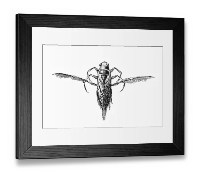 Framed Print : Notonecta glauca