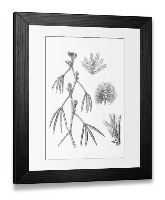 Framed Print : Mimosa pudica Framed Print : Mimosa pudica