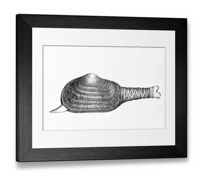 Framed Print : Mya truncata Framed Print : Mya truncata
