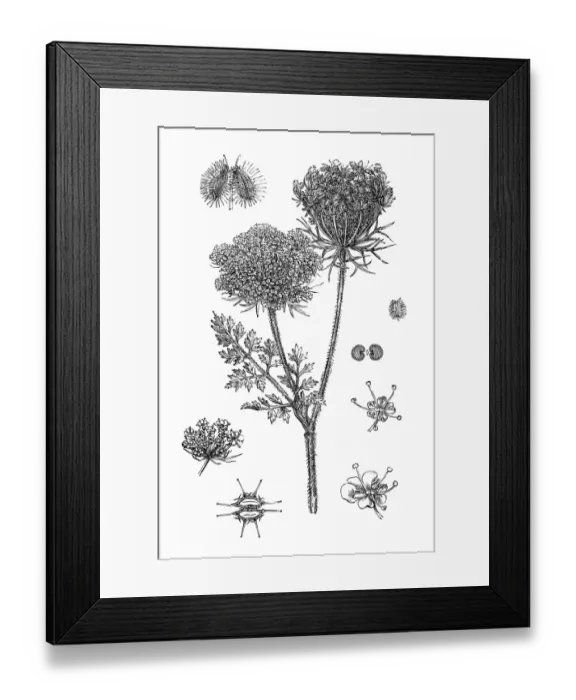 Framed Print : Wild carrot (Daucus Carota) Framed Print : Wild carrot (Daucus Carota)