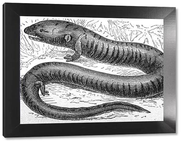 Aquatic salamander (Amphiuma tridactylum)