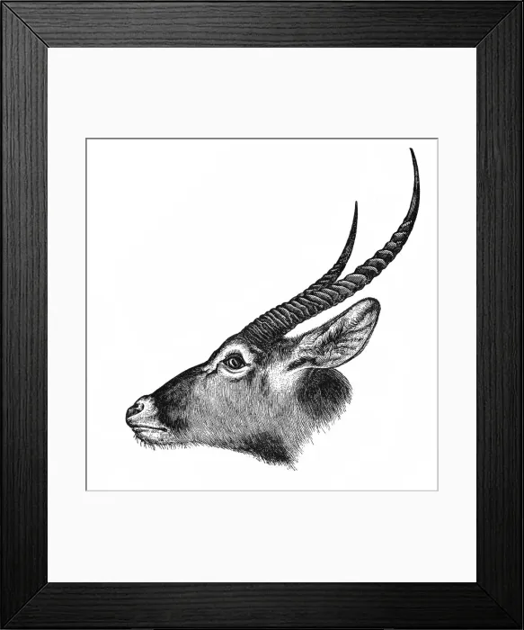 Framed Print : Waterbuck (Kobus ellipsiprymnus) Framed Print : Waterbuck (Kobus ellipsiprymnus)