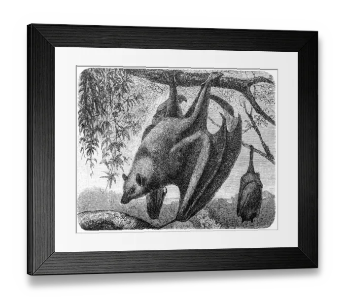 Framed Print : The Kalong (Pteropus Edulis) Framed Print : The Kalong (Pteropus Edulis)