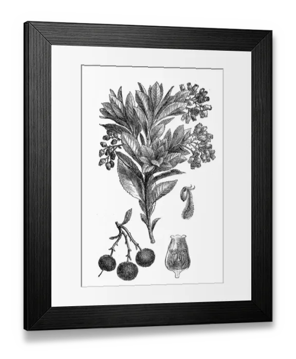 Framed Print : Strawberry Tree or Cane Apple (Arbutus unedo) Framed Print : Strawberry Tree or Cane Apple (Arbutus unedo)